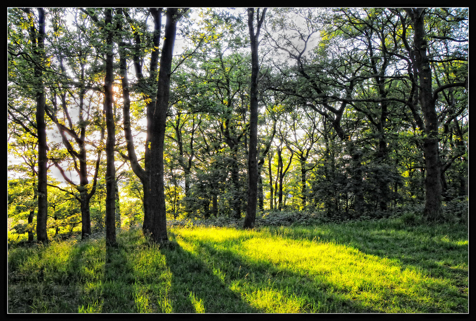Nachmittag auf der Waldwiese Foto & Bild landschaft, wald, natur