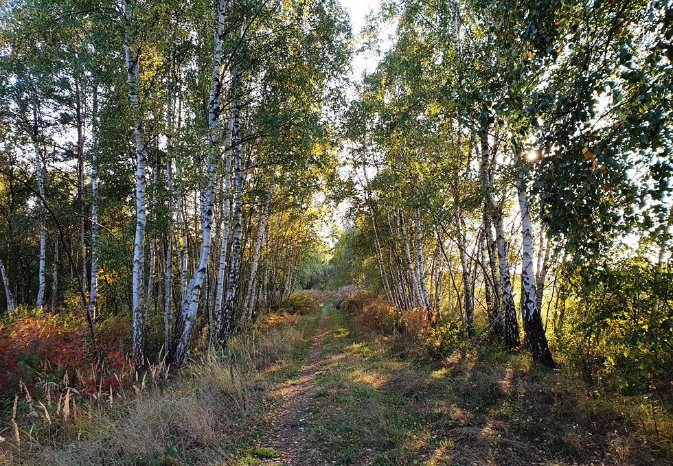 Nachmittag im Moor