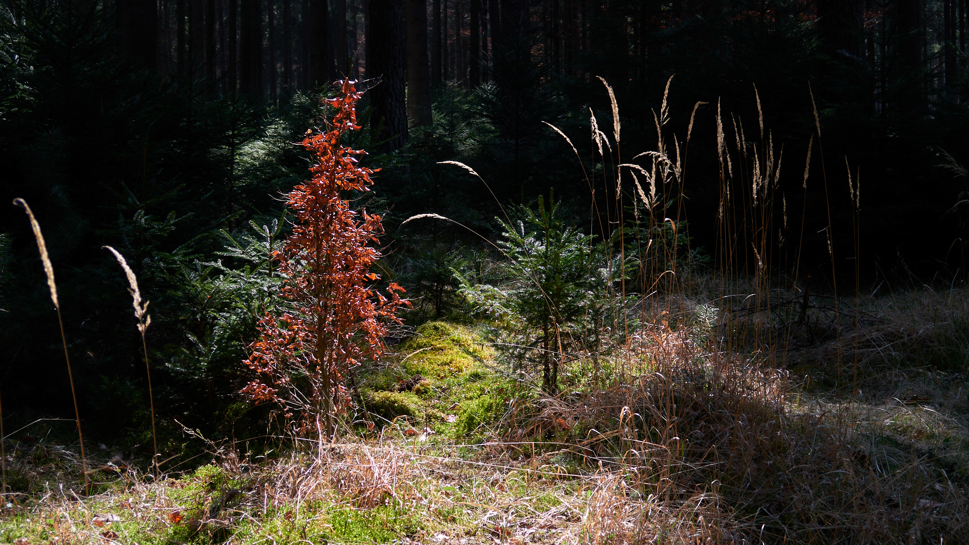 Nachmittag im Wald