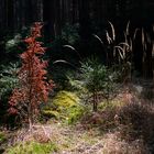 Nachmittag im Wald