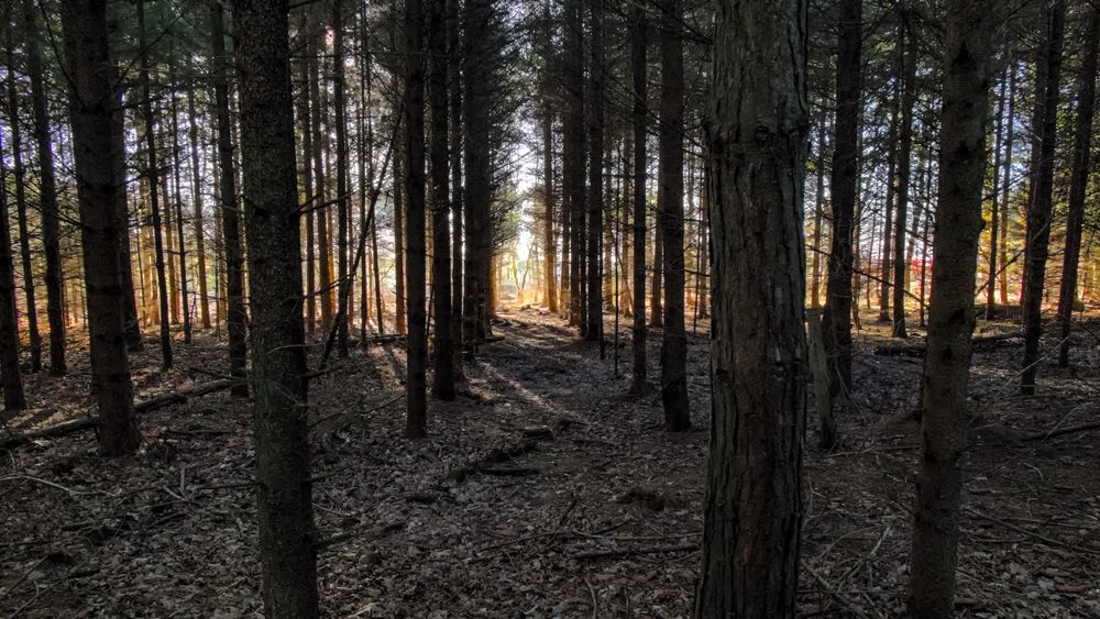 Nachmittag im Wald