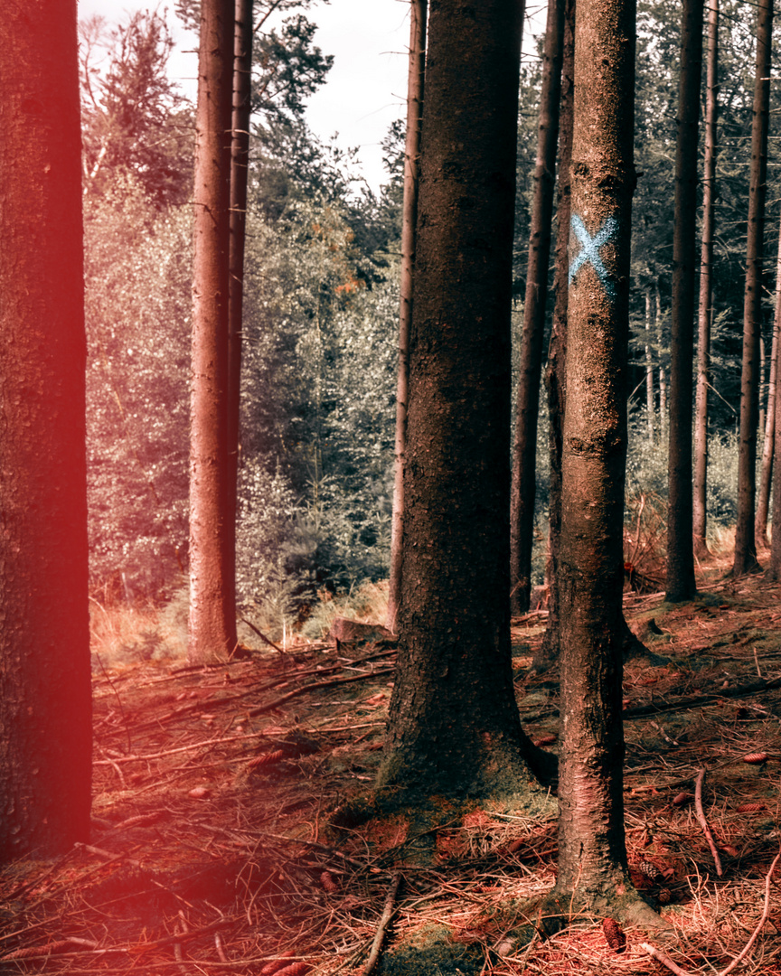 Nachmittag im Wald