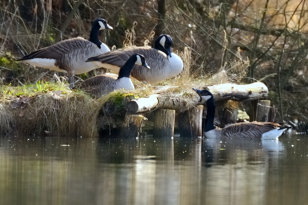 Nachmittags am Angelteich