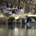 Nachmittags am Angelteich