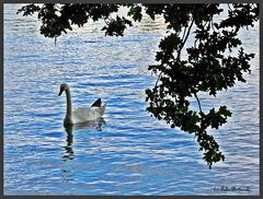 Nachmittags am Maschsee