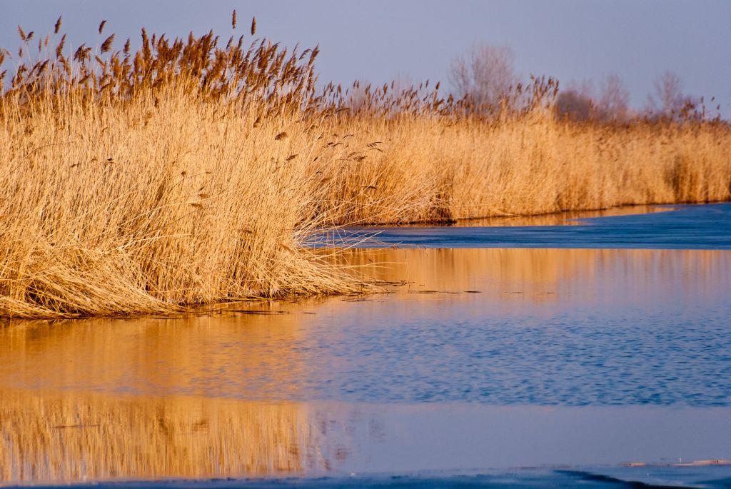 Nachmittags am Neusiedler See