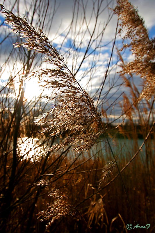 Nachmittags am See