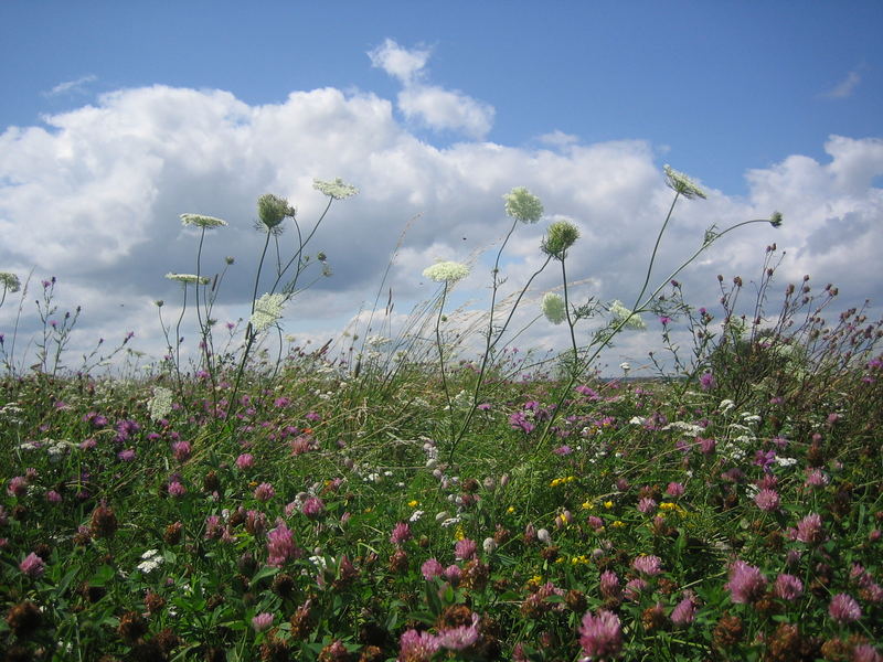 ...nachmittags auf der Blumenwiese.