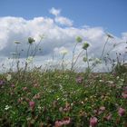 ...nachmittags auf der Blumenwiese.