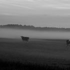 nachmittags auf der weide