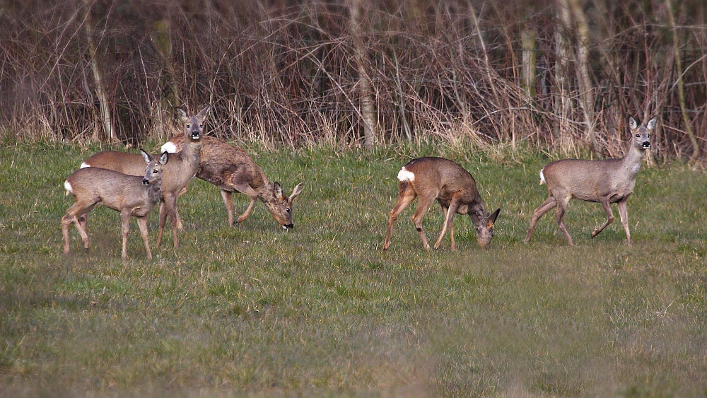 nachmittags auf der Wiese