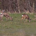 nachmittags auf der Wiese