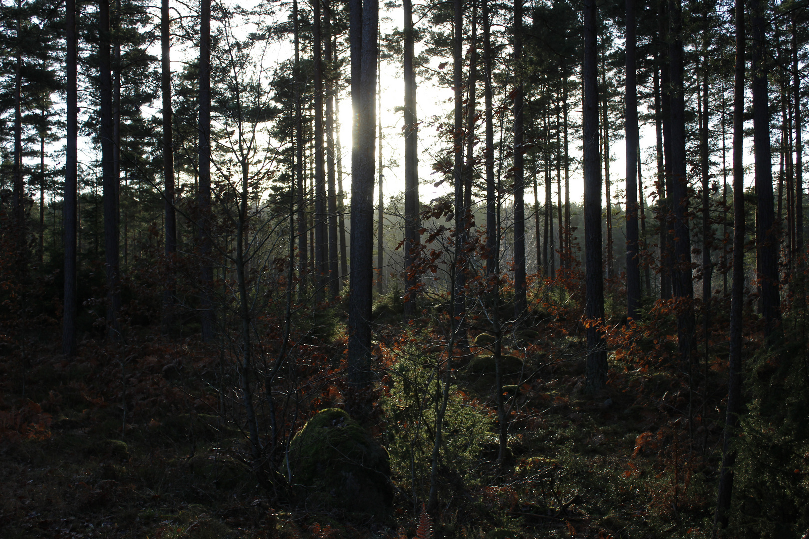 Nachmittags im Dezember