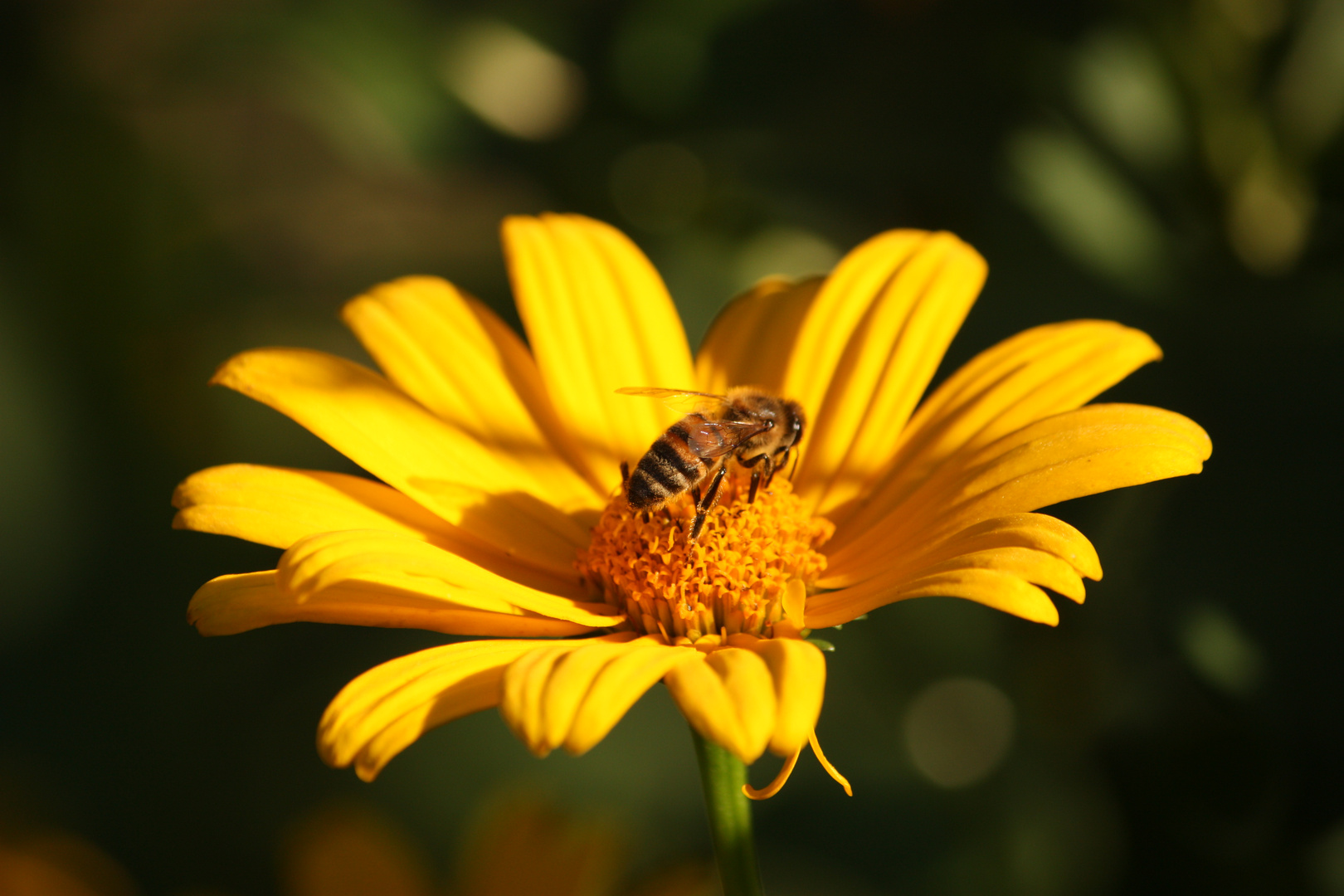 -nachmittags im Garten-