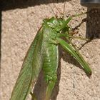 Nachmittags im Garten 2