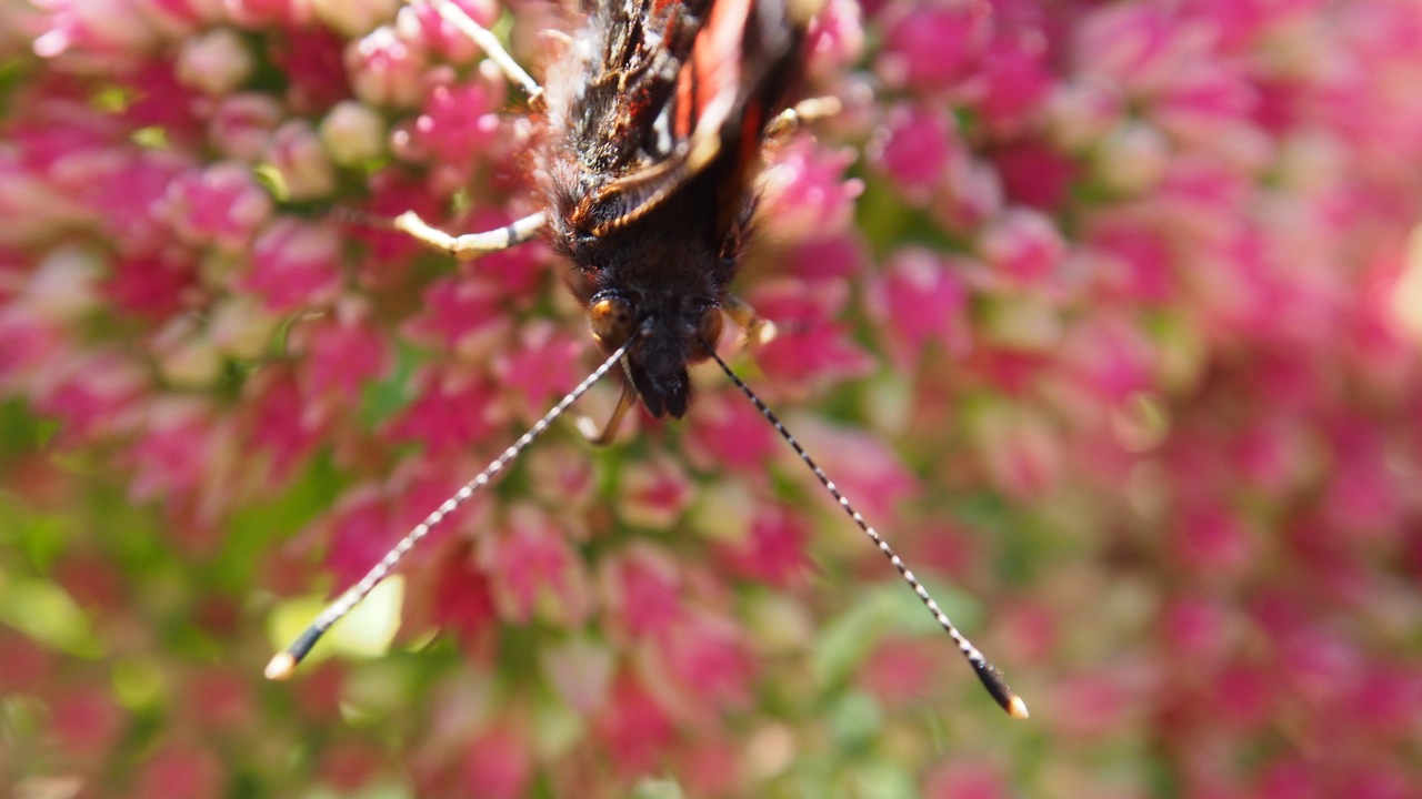 Nachmittags im Garten