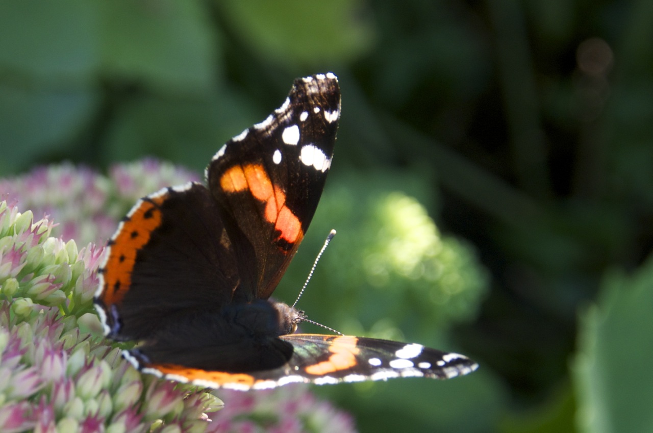 Nachmittags im Garten