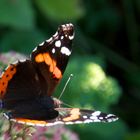 Nachmittags im Garten