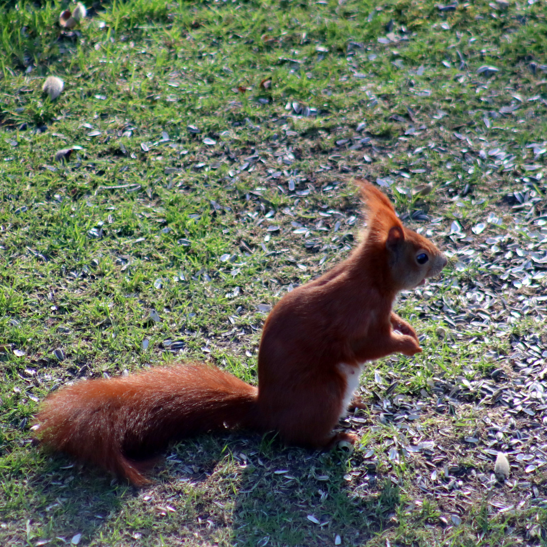 nachmittags im garten