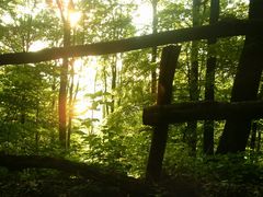 Nachmittags im Wald