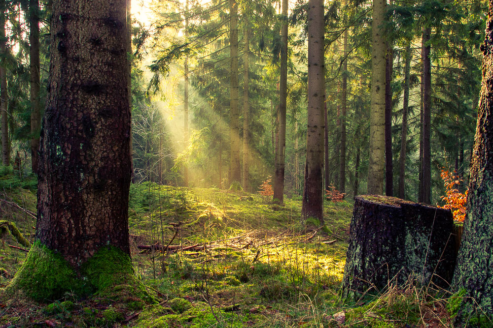 ...nachmittags im Wald...