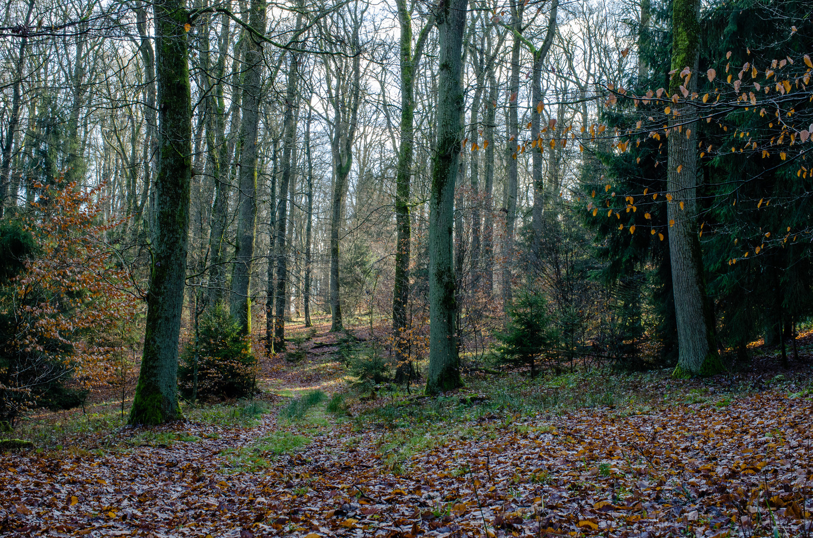 Nachmittags im Wald