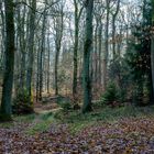 Nachmittags im Wald