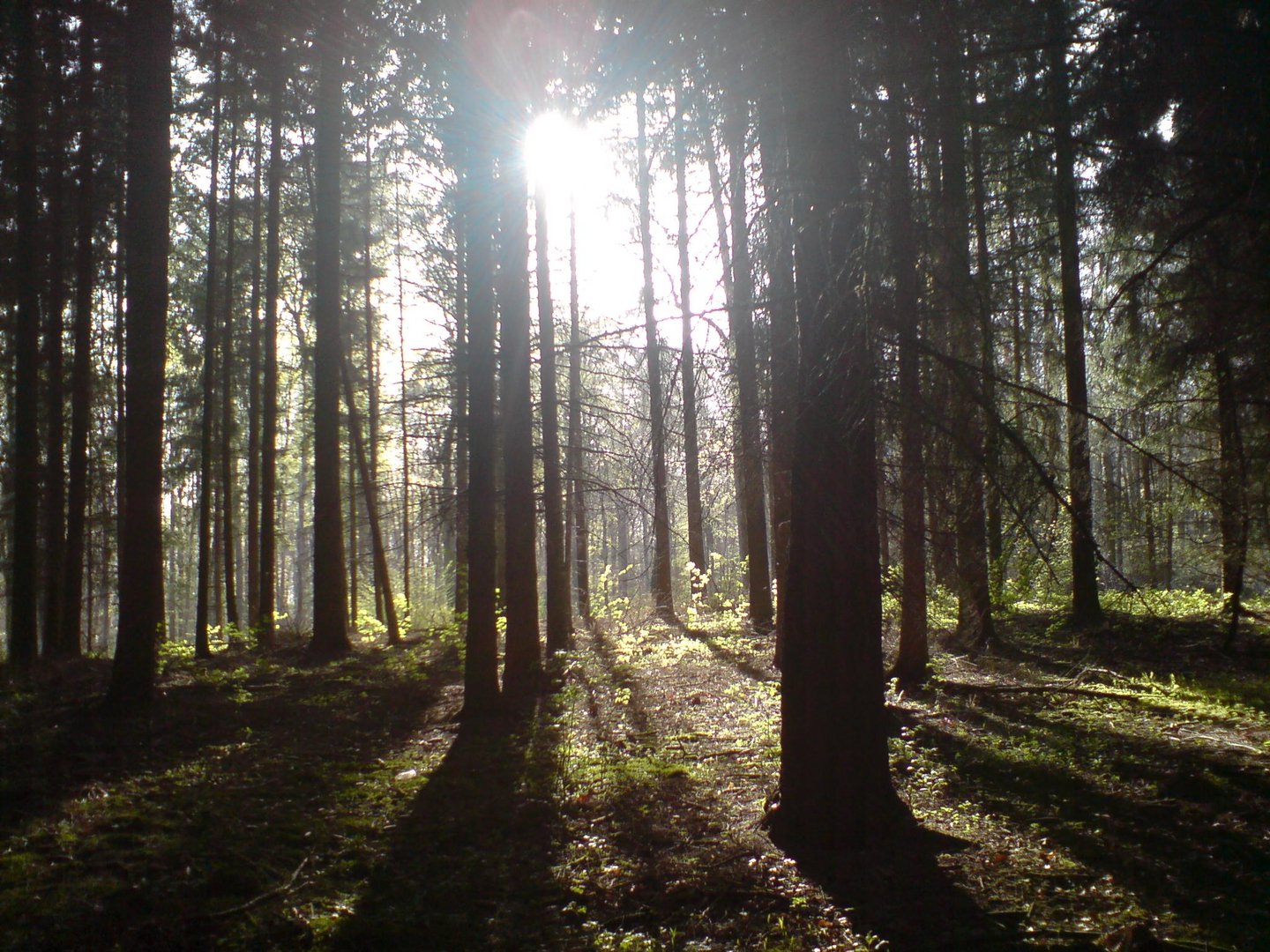 Nachmittags im Wald..