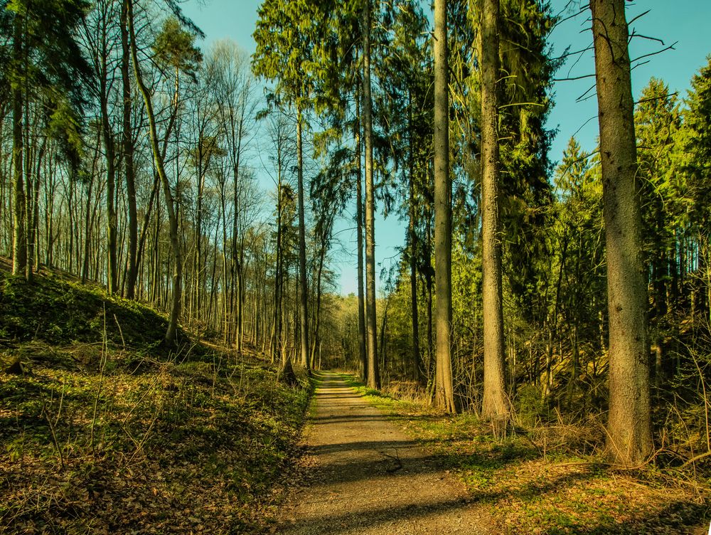 Nachmittags im Wald  Foto Bild deutschland  europe 