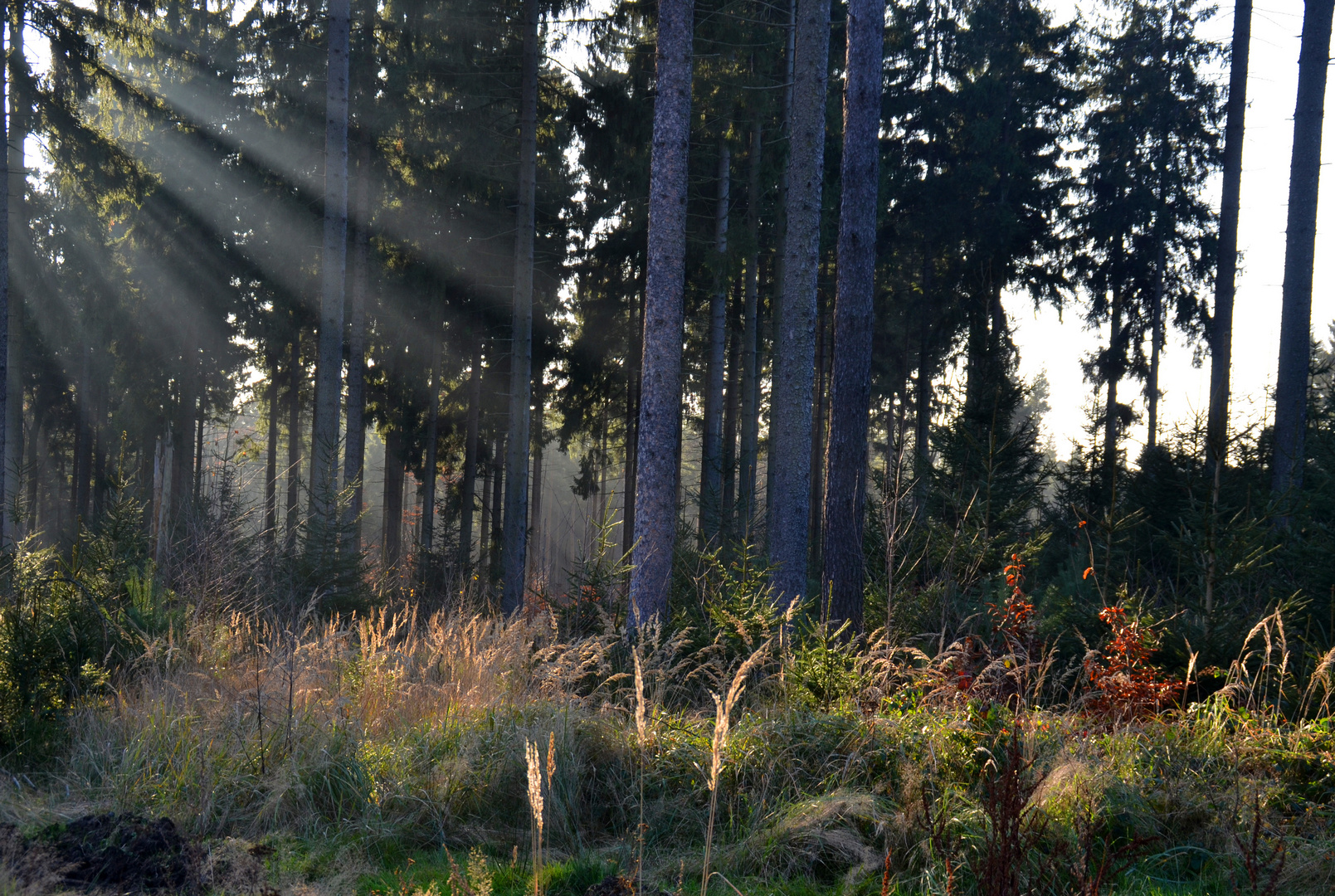 Nachmittags im Wald