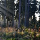 Nachmittags im Wald