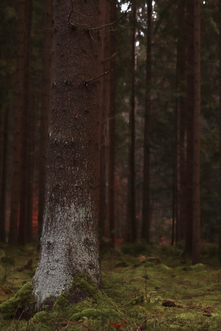 Nachmittags im Wald