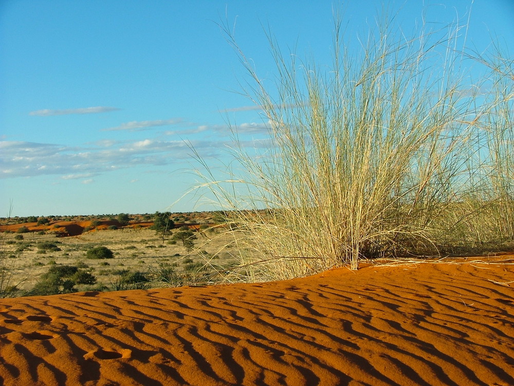 Nachmittags in der Kalahari