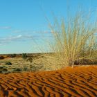 Nachmittags in der Kalahari