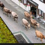 Nachmittags-Parade in Splügen