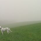 Nachmittags-Spaziergang mit unserem Hund