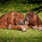 Nachmittagsgespräche im Zoo