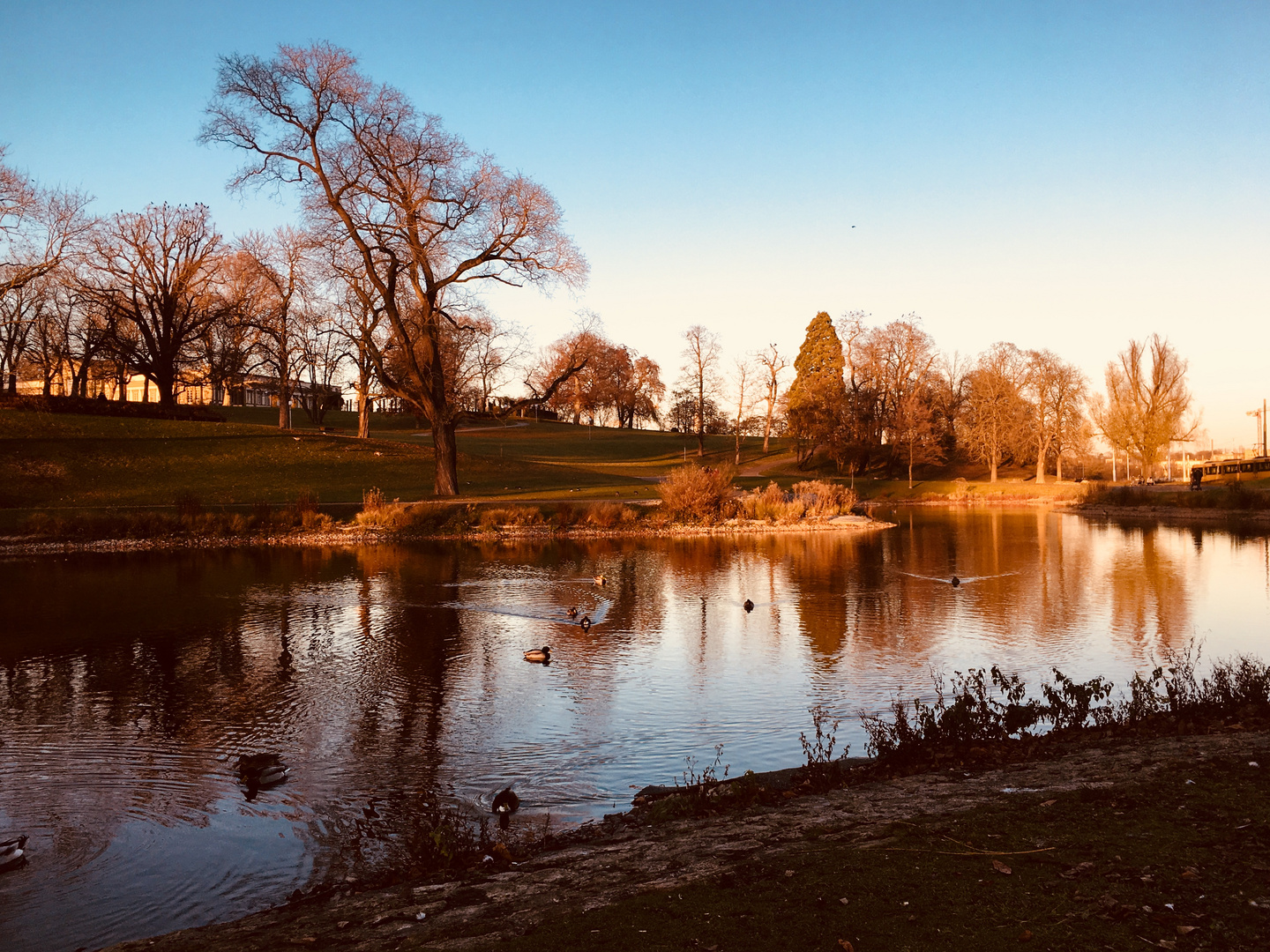 Nachmittagslicht am Rosensteinsee