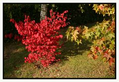 Nachmittagslicht im Herbst