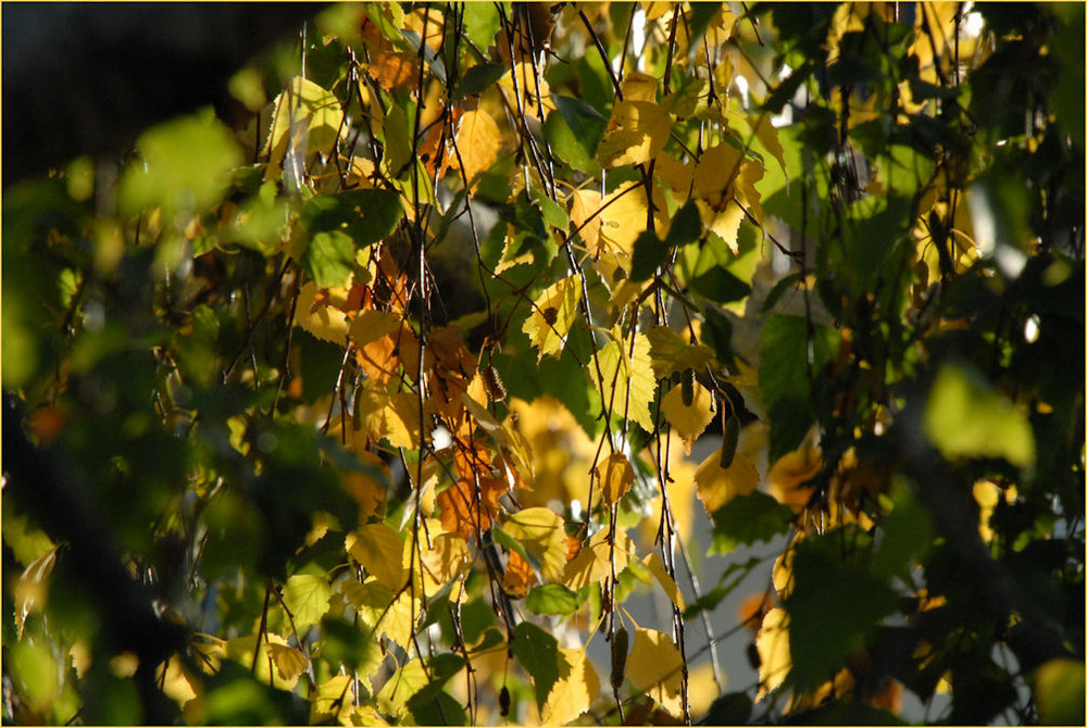 Nachmittagslicht im Herbst