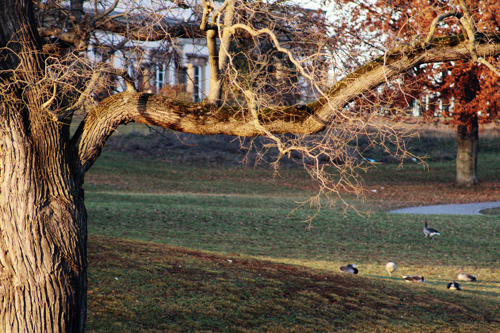 Nachmittagslicht im Rosensteinpark