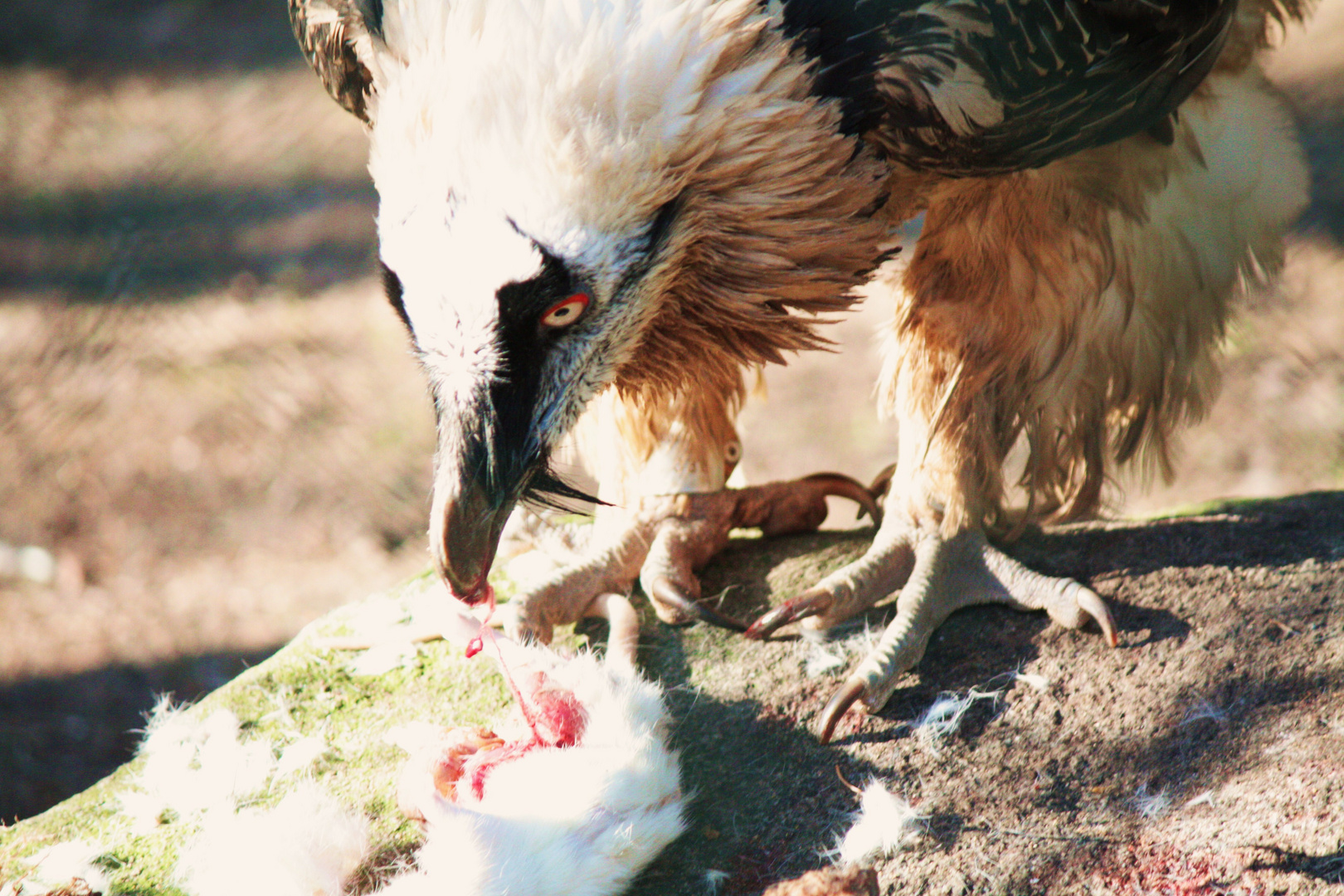 Nachmittagssnack