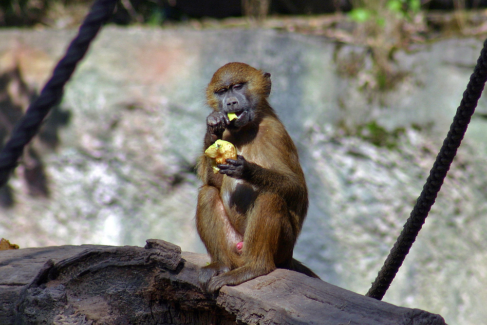 Nachmittagssnack