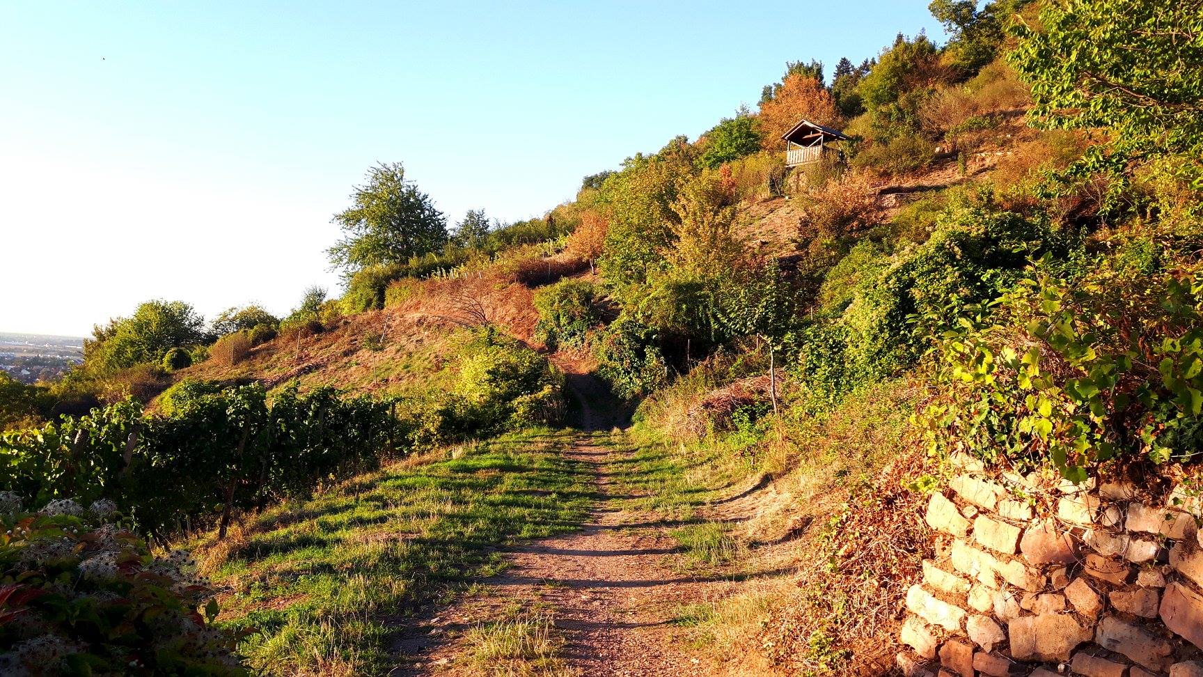 Nachmittagssone in den Weinbergen