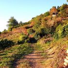 Nachmittagssone in den Weinbergen