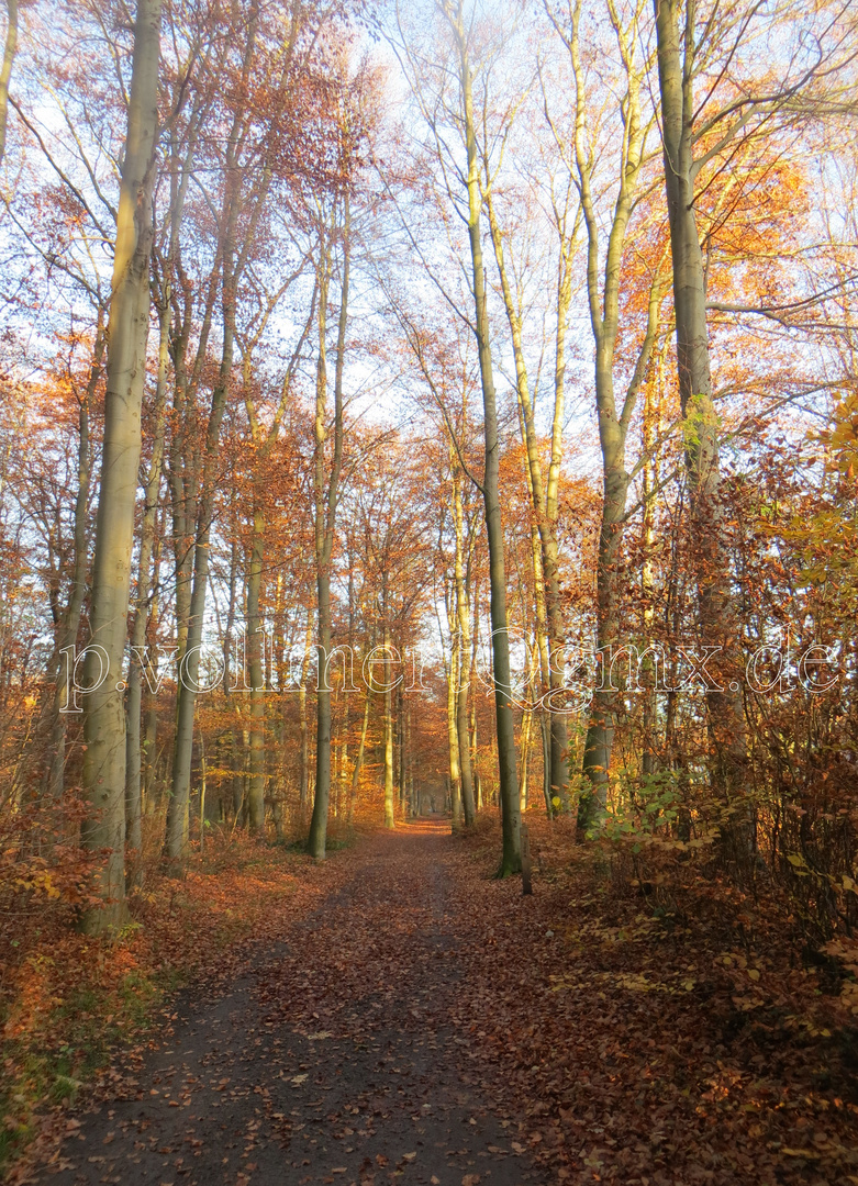 Nachmittagssonne in der Eilenriede