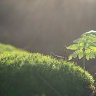 Nachmittagssonne trifft auf Waldboden