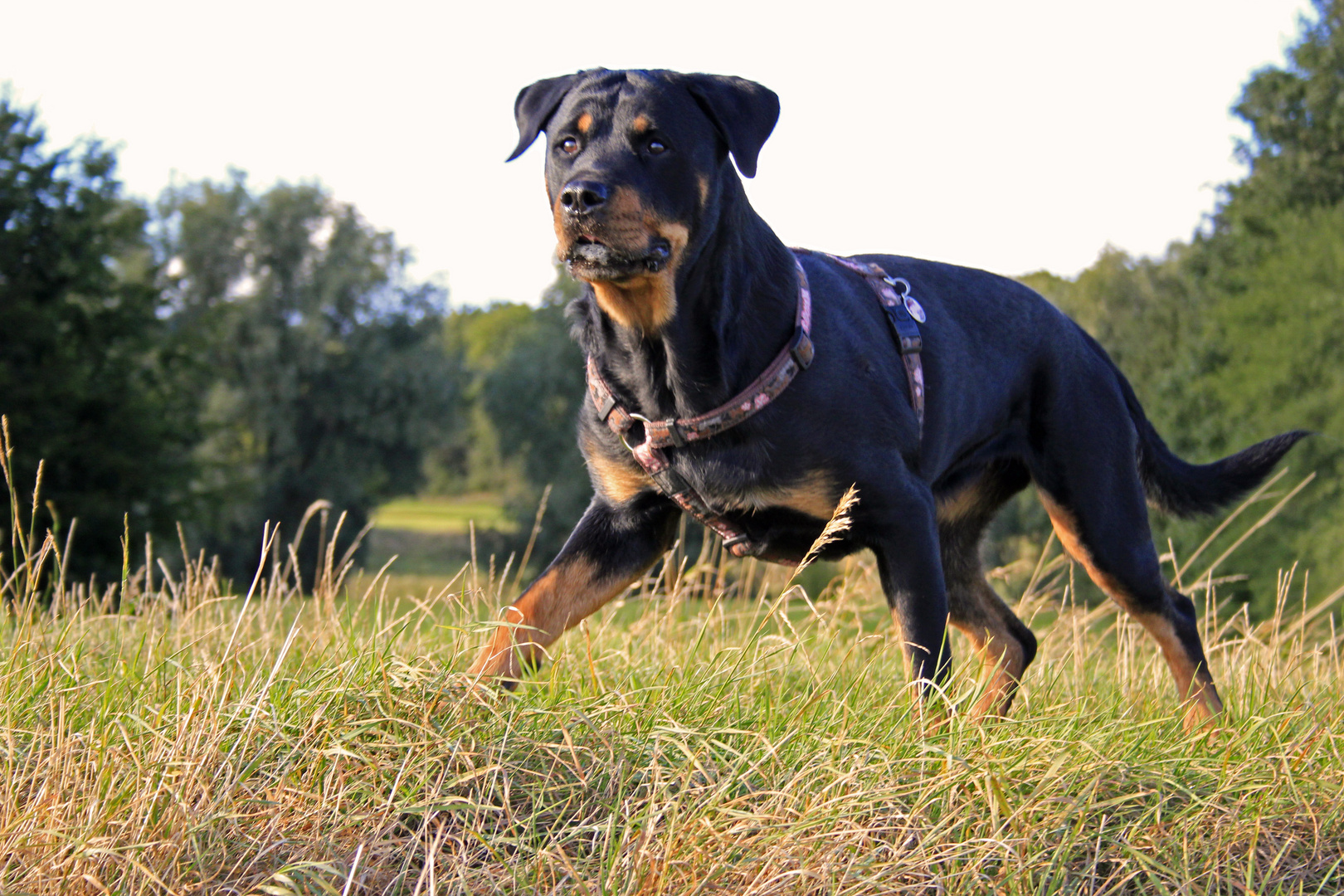 Nachmittagsspaziergang