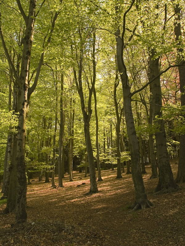 Nachmittagsspaziergang