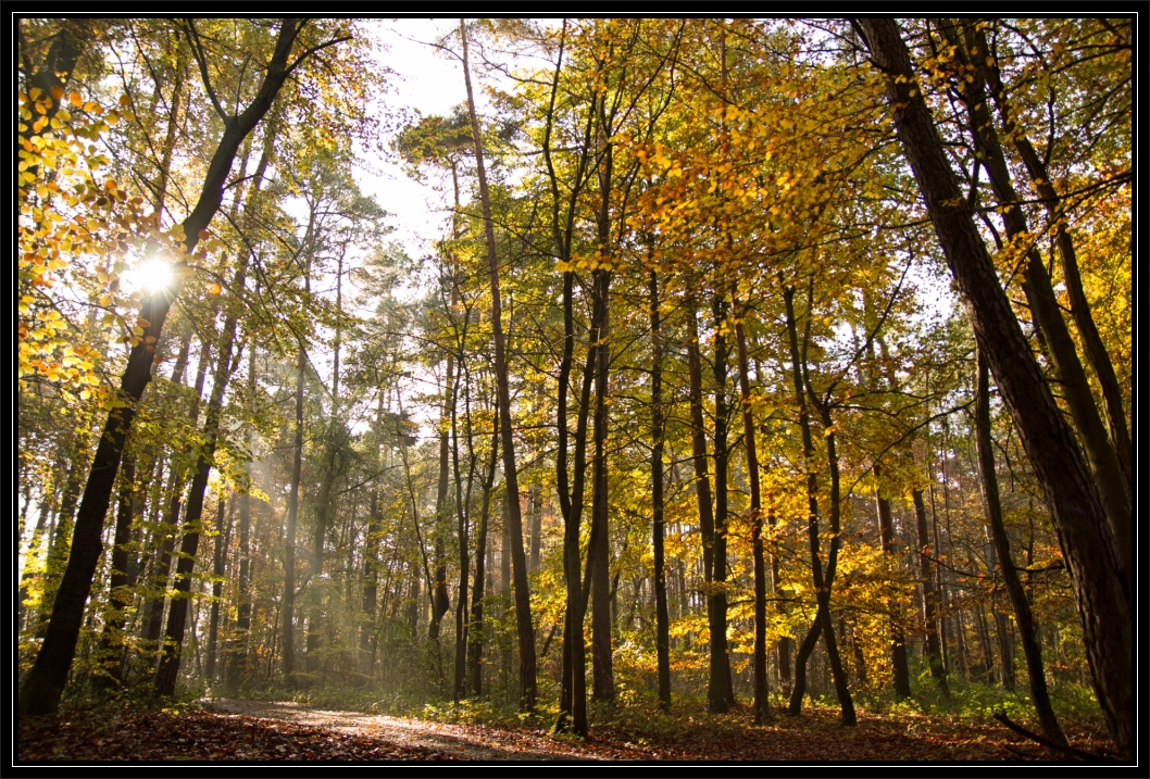 Nachmittagsstimmung im Herbst-Wald